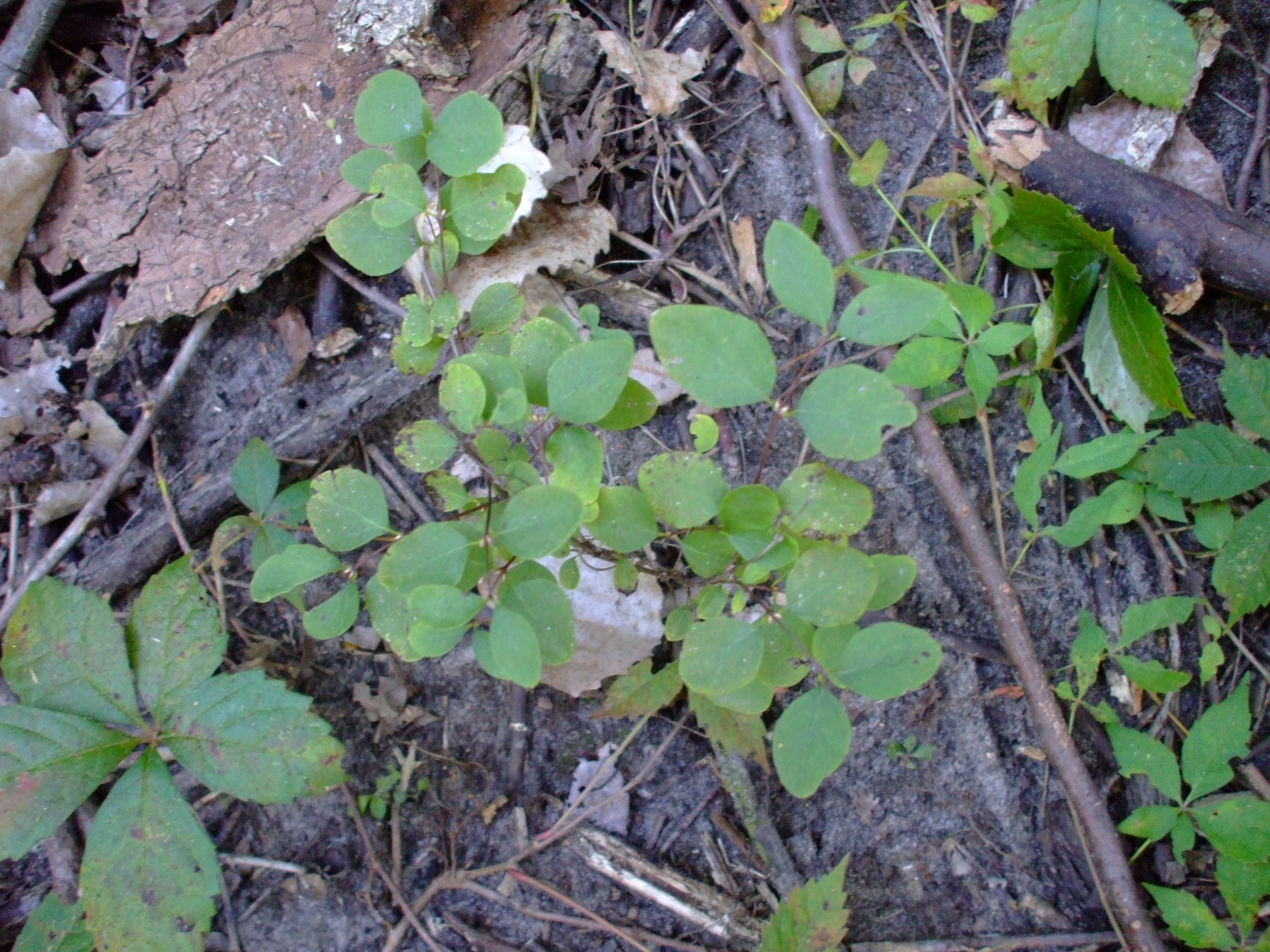 Symphoricarpos albus